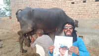 Greetings from Pakistani with Buffalo