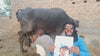 Buffalo custom video greeting from Pakistan